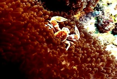 Porcelain crab in anonome. Sony dc3
sea & sea housing(vi... by Marylin Batt 