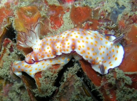 photo taken at indonesia/batam by Bok Leng Tan 