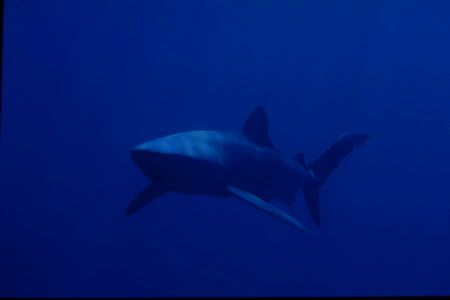 Blue,blueshark. taken in Catalina channel betwen Catalina... by Jonas Andersson 