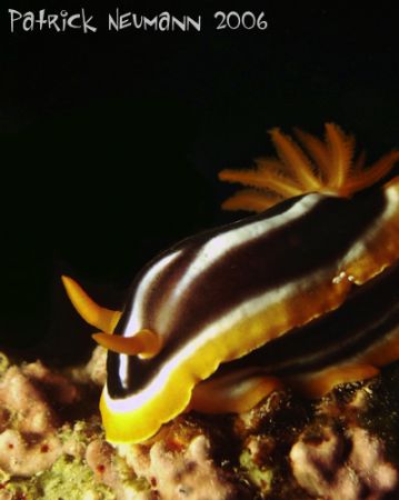 Pyjama Nudi macro in Red Sea. I know i missed a part in t... by Patrick Neumann 