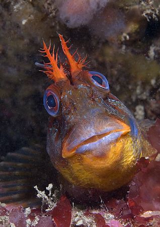 Friendly Welsh tompot blenny.
Porth Ysgaden.
D200, 60mm. by Mark Thomas 
