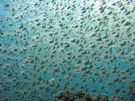 A school of glassfish that allowed me to get close by mov... by Matthew Spiro 