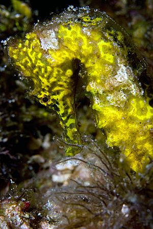 I saw someone post this same seahorse earlier this month.... by Michael Shope 