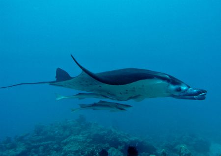 Manta Ray with Remoras ~ captured at an odd angle with th... by Jeannette Howard 