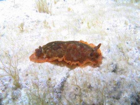 Dendrodoris limbata in the mediterranean sea - Canon Powe... by Ferdinando Meli 