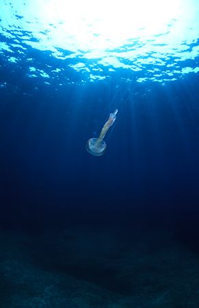 Jelly fish.F50,16mm. by Derek Haslam 