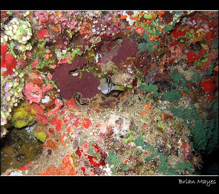 I liked the colours, it resembles a painters pallette. Ca... by Brian Mayes 