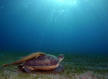 Green turtle - I wonder if it's greener over there ....? ... by John M Akar 