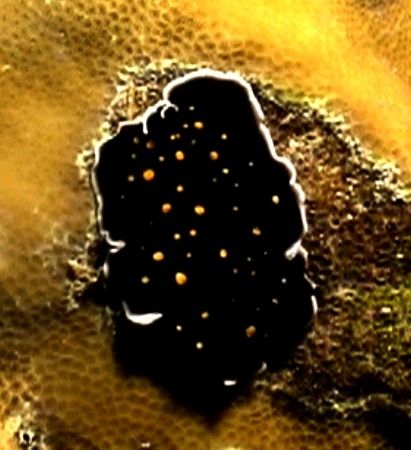 Black spotted nudi. Sony hc 350p by Marylin Batt 