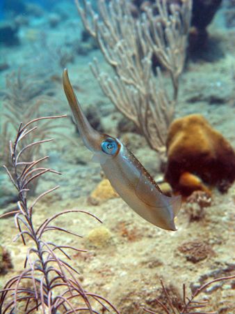 just squid, Olympus 8080WZ, no strobo by Paola Massa 