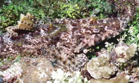 Crocodile fish mimicing his surroundings, only saw him be... by Marylin Batt 