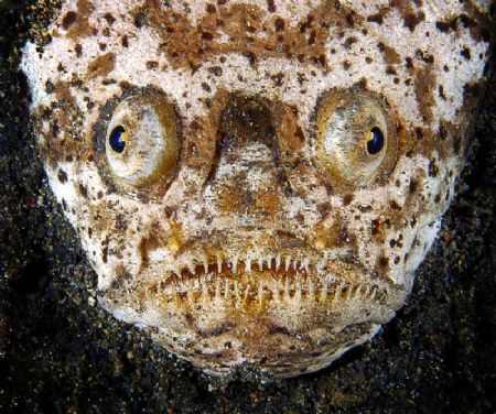 Lembeh, night, with help of my buddy :o) by Gregory Sin 