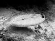 Speeding Peacock Flounder caught in its glide phase with ... by Terry Moore 
