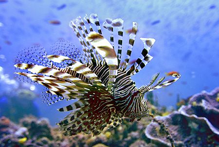 nik D200 - SB800 - Ari Atoll - Lionfish by Manfred Bail 