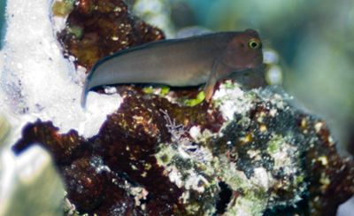 Red Lipped Blenny in Dark Phase, Nikon D200 Ikelite Housi... by Don Bricker 