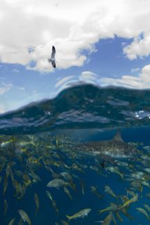 Shark Shootout 2006. Hanging out at the surface getting b... by Sally Thomson 