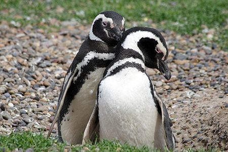 Spring love in Patagonia. by Tyania Diffin 