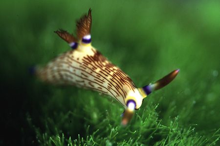 Nembrotha lineolata Nudibranch. I like this shot since br... by Richard Smith 