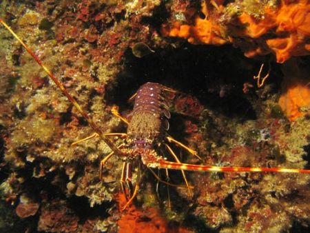 Palinurus elephas in the Mediterranean sea (-25 mt) - Can... by Ferdinando Meli 