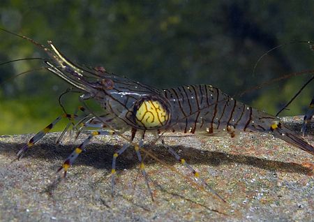 Prawn.
Aughrusmore Pier, Connemara.
D200,60mm.
Does an... by Mark Thomas 