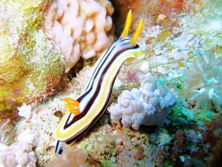 pyjama nudi taken at fury shoal southern red sea with fuj... by Matt Andrew 