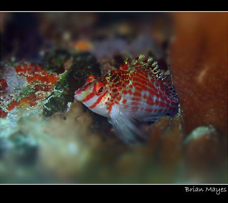 Dwarf Hawkfish from Taveuni, Fiji. Canon A70 and internal... by Brian Mayes 