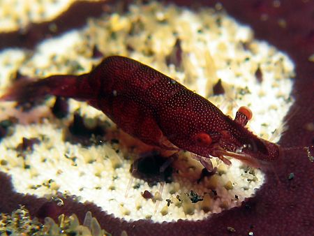Cushion Partner Shrimp - This little fella was hopping ar... by Ed Eng 