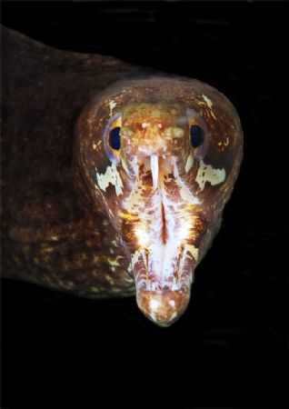 this fellow was very angry when we scare his prey away :o) by Gregory Sin 