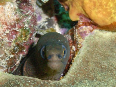 Another Goldentail (I think), they are very small when th... by Lora Tucker 
