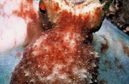 Up close and personal! When approached, this Caribbean Re... by Mike Smith 