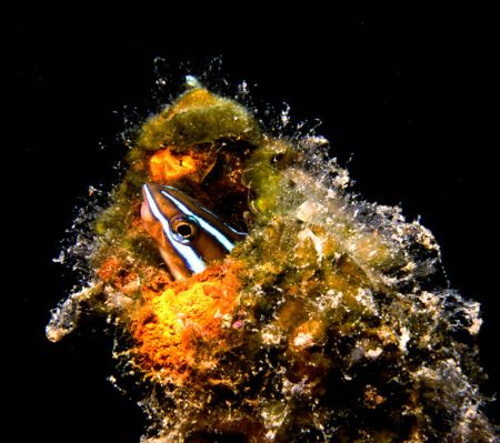 'Long name, little guy' Blue-lined sabretooth blenny in a... by Rick Tegeler 