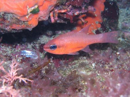 Apogon imberbis in the Mediterranean sea -Canon Powershot... by Ferdinando Meli 