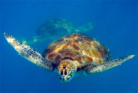 Turtles , one of my favourite shots ever. Olympus 330 and... by Steve Laycock 