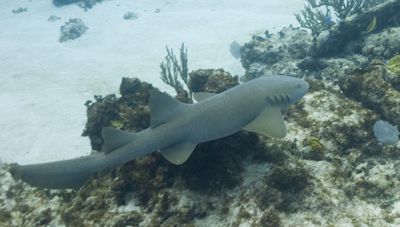 Nurse Shark taken with Nikon D200 Ikelite Housing DS 125 ... by Don Bricker 