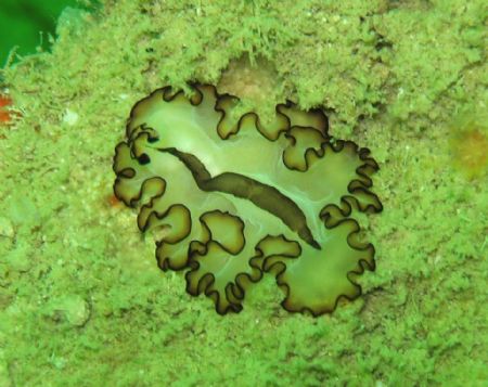 photo taken at indonesia /batam by Bok Leng Tan 