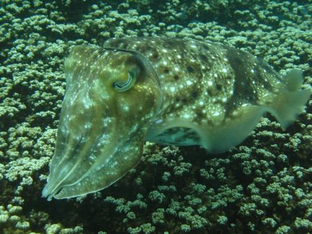 photo taken at Malaysia Tioman by Bok Leng Tan 