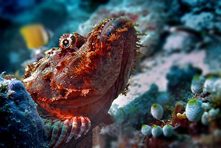 nik D200 - SB800 strobe - scorpionfish - Vakarufalhi by Manfred Bail 