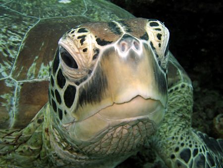 In Your Face!
Taken In Sipadan With Canon S80. by Ed Eng 