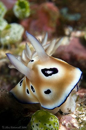 Beautiful Nudi... 400D with 60mm macro by Alex Tattersall 