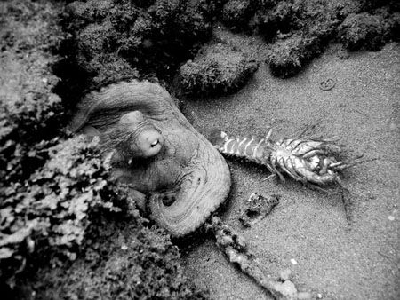 octopus in action, BW
Olympus C5000Z, without strobo by Paola Massa 