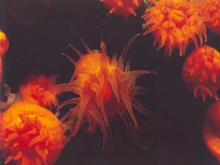 Astroides calycularis in the Mediterranean sea - NikonosV... by Ferdinando Meli 