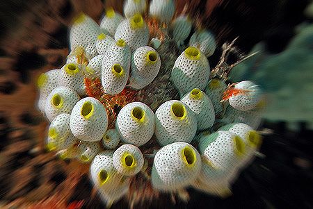 nik D200 - SB800 - Ascidian - Vakarufalhi - Ari Atoll by Manfred Bail 