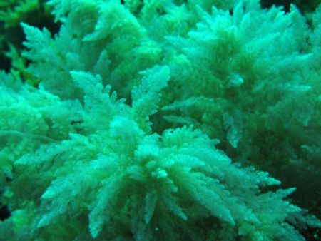 Seaweeds similar to a land's conifer in the Mediterranean... by Ferdinando Meli 