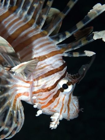 Lionfish taken at Ras Caty with E300. by Nikki Van Veelen 