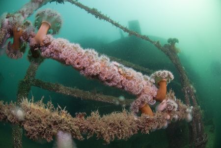 Handrails on the Scylla. Cornwall.
D200, 10.5mm. by Derek Haslam 