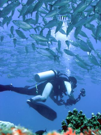 " FISH-FILMER" , nice photo of Japanese tourist filming t... by Nicolas Pohl 
