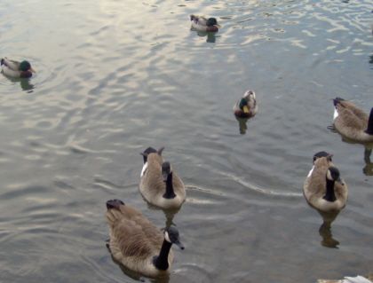 Canadian Geese by Tariq Haider 
