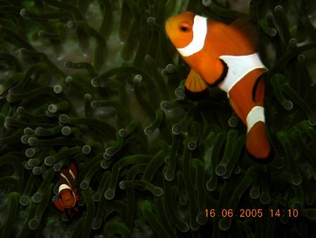 photo taken at indonesia batam by Bok Leng Tan 