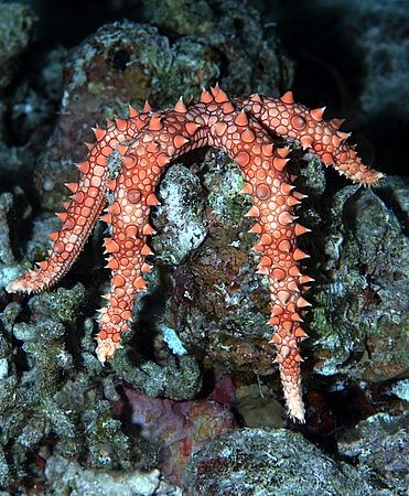 Starfish taken at Ras Caty with E300. by Nikki Van Veelen 