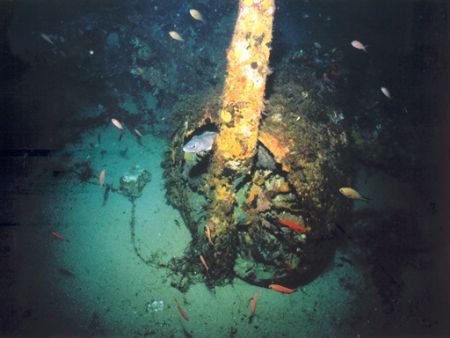 A beautilful and very big Conger conger in the motor of a... by Ferdinando Meli 